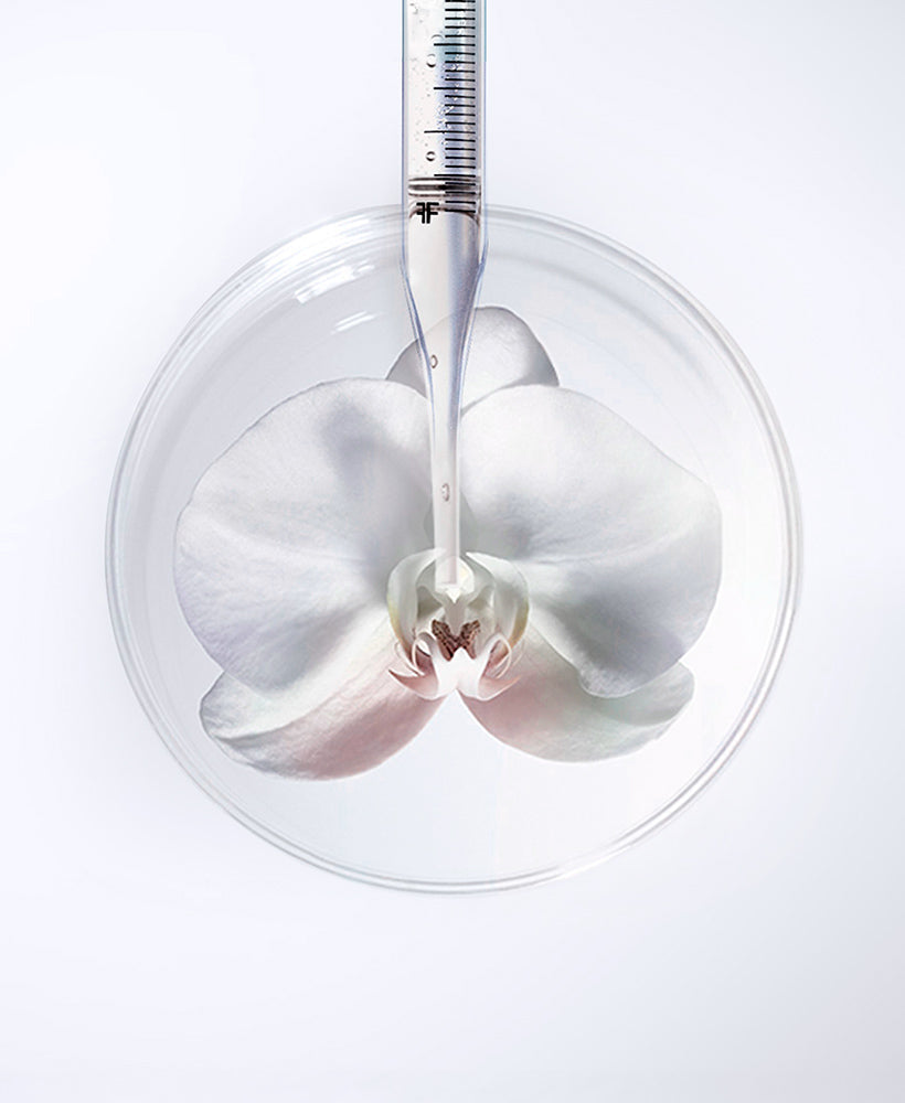 CELLULE STAMINALI DI ORCHIDEA